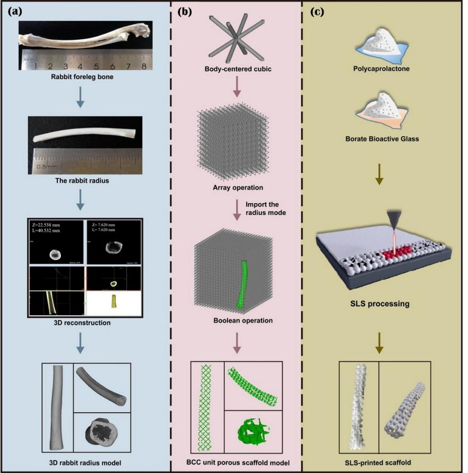 科學(xué)島團(tuán)隊(duì)在3D生物打印組織工程研究方面取得新進(jìn)展